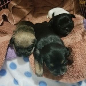 Meet your Posher, Ricardo